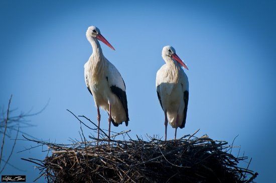 Oasi Naturale "La Rizza"
