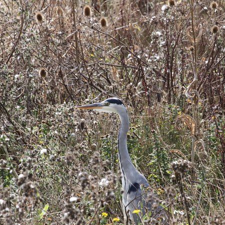 Alan Hersey Nature Reserve