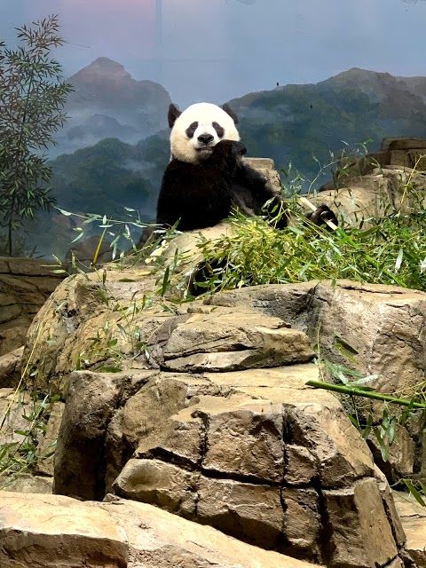 Smithsonianin kansallinen eläintieteellinen puisto