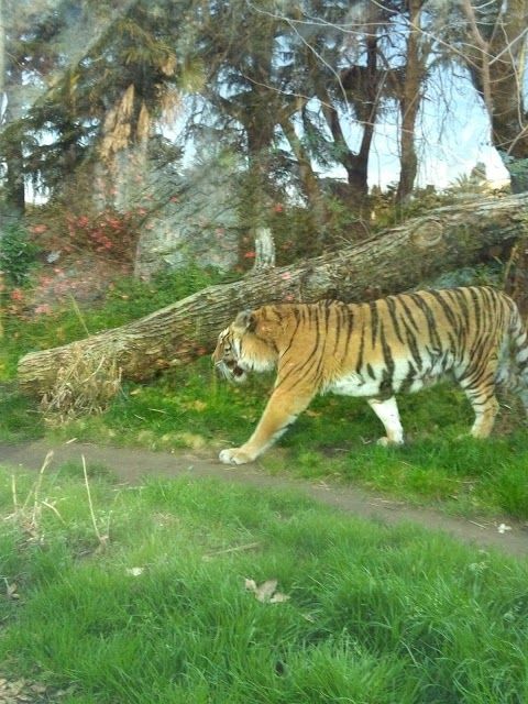 Bioparco-eläintarha