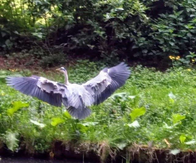 Amsterdamse Bos -puisto