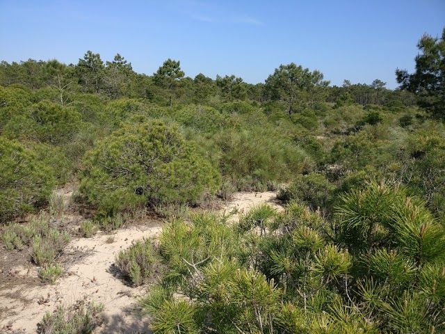 Mata Nacional das Dunas de Vila Real de Santo Antonio
