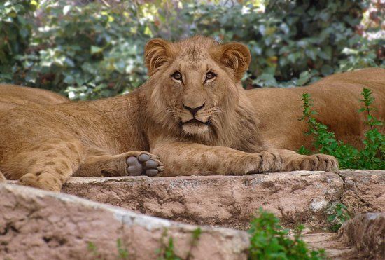 Barcelonan eläintarha