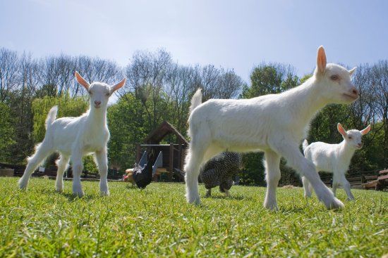 Goatfarm Ridammerhoeve