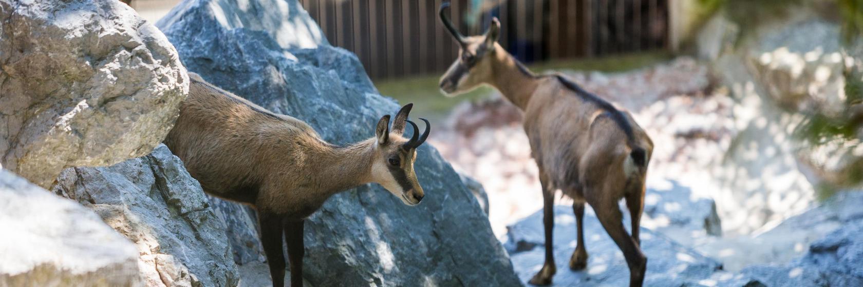 Innsbruckin alppieläintarha
