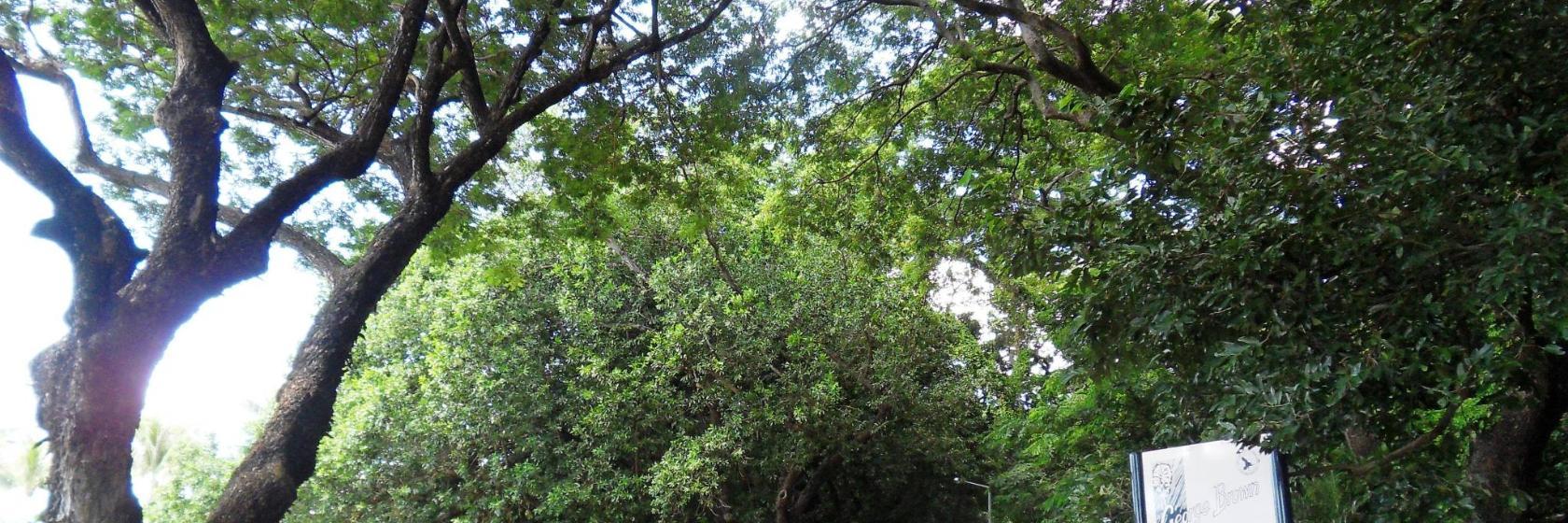 Darwinin kasvitieteellinen puutarha