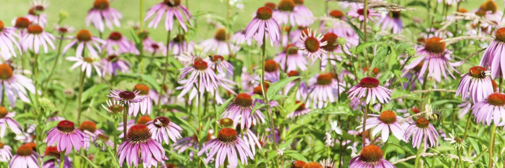 Suvaitsevaisuuden puisto