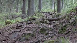 Laajavuoren luontopolku